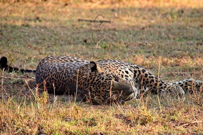 Yala National Park Safari Tours from Hambantota Port - Practical Details and Tips