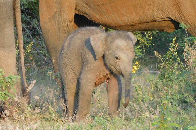 Yala National Park Safari Tours - Half Day & Full Day - Who Is This Tour Best For?
