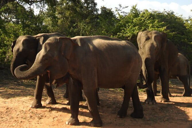 Yala National Park Tour from Hambantota Port Janaka Safari - What to Expect During Your Safari
