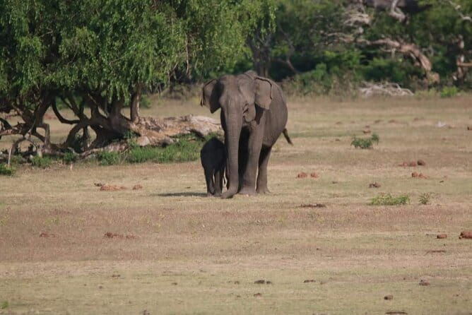 Yala National Park Tour From Hambantota Port - An In-Depth Look at the Yala Safari Tour