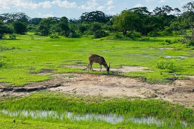 Yala Private Safari Jeep Half Day - What to Expect from the Yala Private Safari