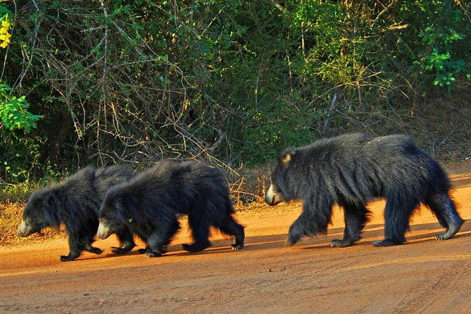 Yala Safari Day Trip from Bentota/ Kalutara/ Ahungalla/ Hikkaduwa - The Itinerary in Detail: A Closer Look
