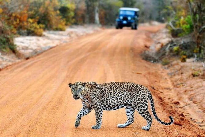 Yala Safari Day Trip from Ella/ Tangalle/ Dikwella/ Hambantota - Who Will Love This Tour?