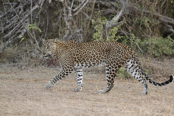 Yala Safari Jeep tour with Abraham Travel - Why this Tour Could Be a Great Fit