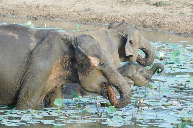 YALA SAFARI TOUR From Galle/Unawatuna/Mirissa/Matara/Tangalle - Why This Tour Offers Great Value