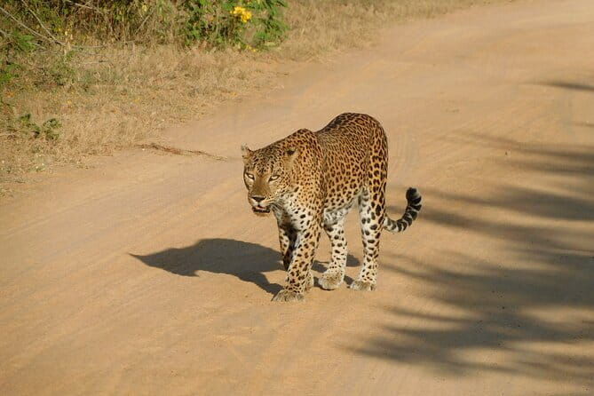YALA SAFARI TOUR from Galle/Unawatuna/Mirissa/Tangalle/Ella - FAQ About the Yala Safari Tour