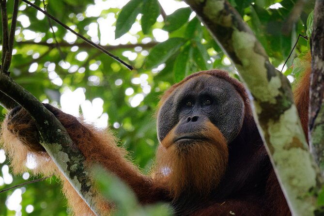 3 Days Bukit Lawang Tour (Happy Jungle) - Who Should Consider This Tour?