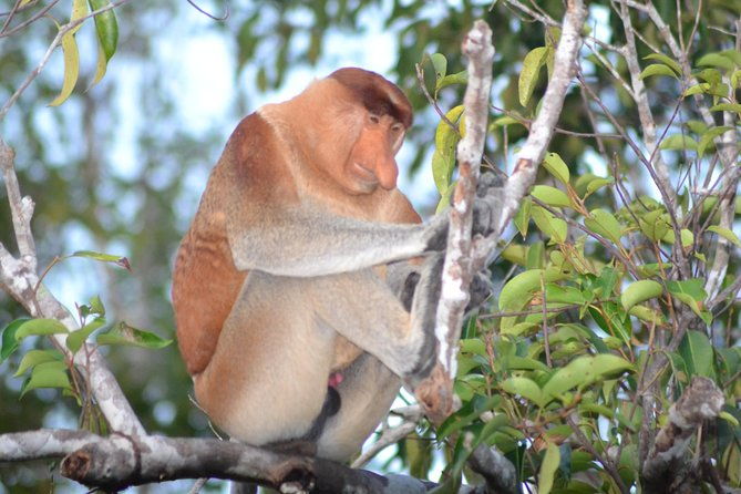 3 Days Deluxe Cabin Houseboat Orangutan Tanjung Puting - Day 2: Deep Dive into Orangutan Habitat & Rainforest Trekking