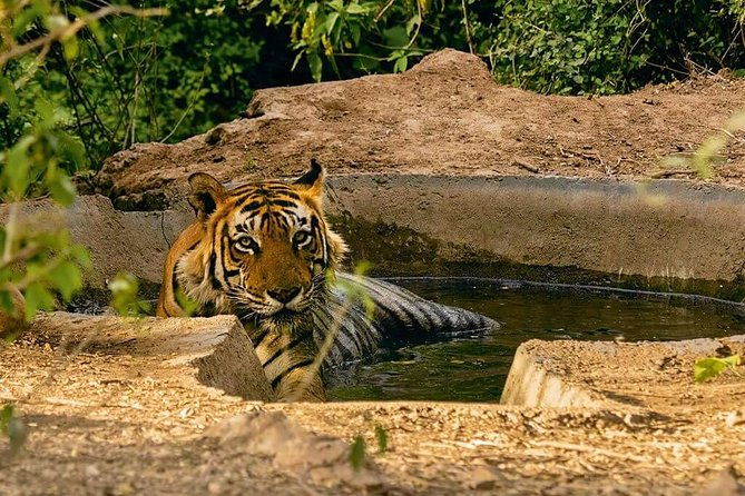 03 Days Private Wildlife Ranthambore Tiger Tour from Jaipur - Final Thoughts: Who Is This Tour For?