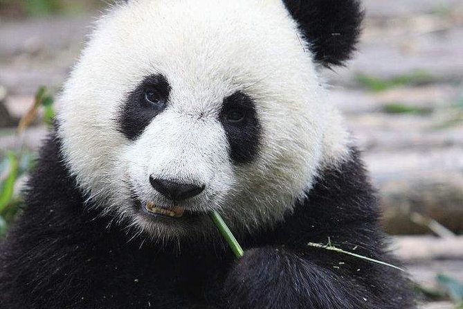 1-Day Chengdu Panda Base and Leshan Giant Buddha GROUP Tour - Final Thoughts