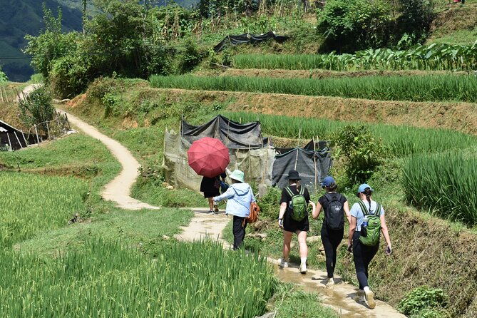 1-Day Private Trekking in Sapa through Terraces Rice Fields - Final Thoughts