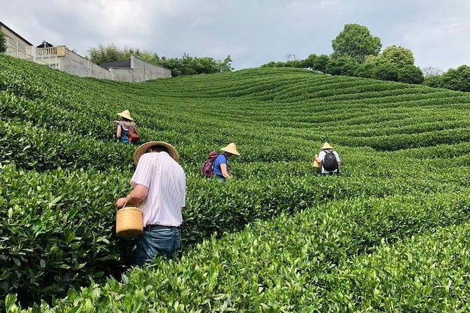 1-day Village Tea Picking, Roasting & Serving Guided Private Tour from Hangzhou - Who Should Consider This Tour?