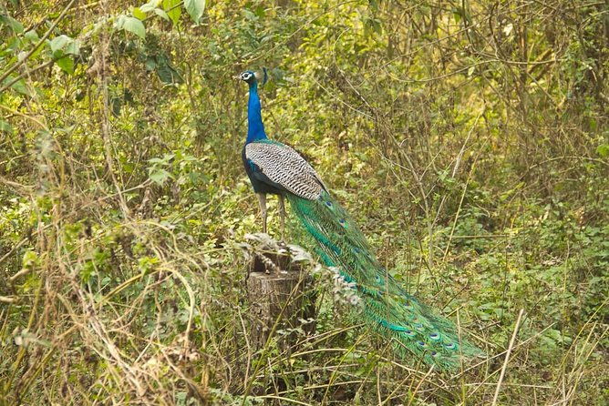 10 Day Kathmandu, Nagarkot, Chitwan, Lumbini, Pokhara Luxury Tour in Nepal - Value and Pricing