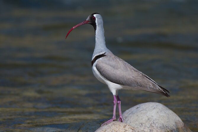 15-Day Bird Watching and Cultural Tour in Bhutan - Frequently Asked Questions