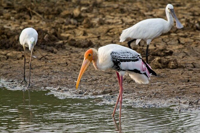 2 Day Private Tour of Yala wild Safari & Galle Sightseeing - All Inclusive - Who Is This Tour Best For?