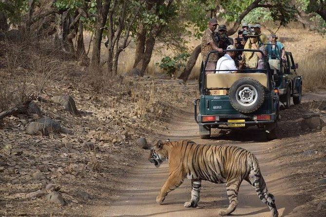 2-Day Private Tour to Ranthambhore Tiger Safari Tour from Jaipur - Who Should Consider This Tour?