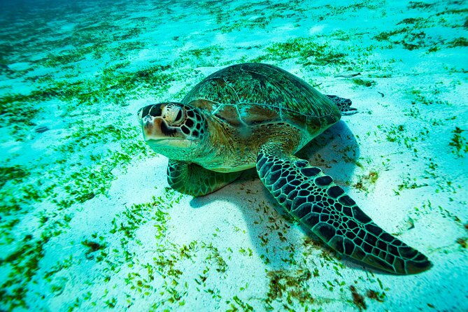 2 Days/1N Trip - Snorkeling with Manta Rays in Lembongan/Penida (all included) - The Sum Up