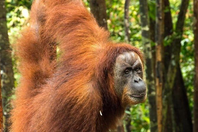 2 Days Ethical Jungle Trek in Sumatra - The Experience Environment and Logistics