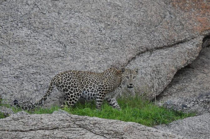 2 Days Safari Tour in Jawai and Jodphur - Logistics and Practical Details