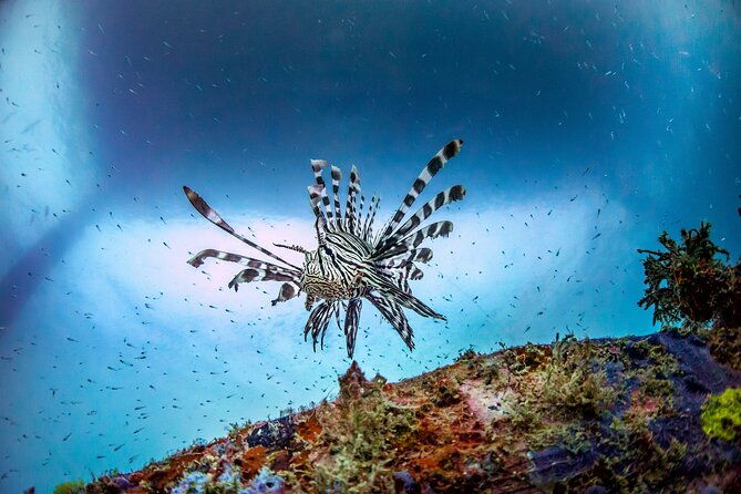 (2 Dives) Discover Scuba Diving Kota Kinabalu - Authentic Insights from Participants