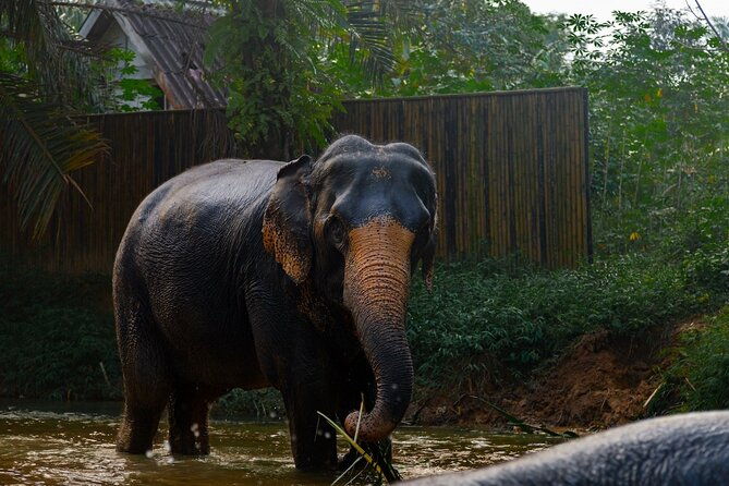 2-Hour Guided Eco-Tour & Transfer to Khaolak Elephant Sanctuary - Practical Details and Tips