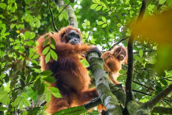 3-Day Ethical Orangutan Jungle Trek | Bukit Lawang, Sumatra - The Ethical Approach & Community Impact
