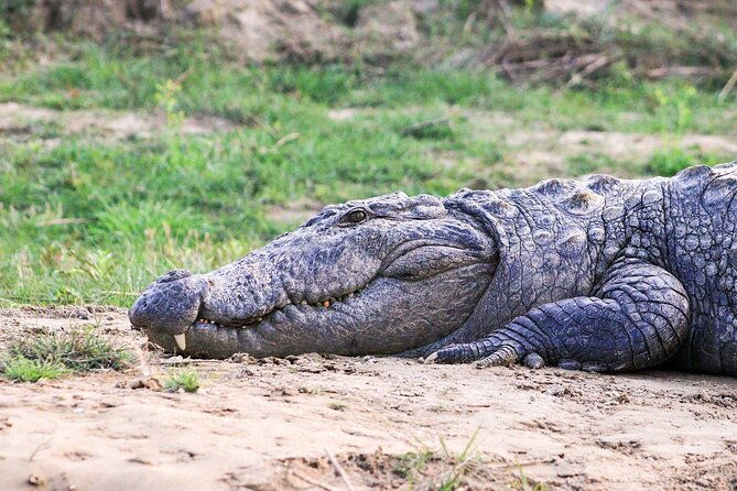 3 Days and 2 Nights Chitwan National Park Safari Tour in Pokhara - Final Thoughts: Who Is This Tour Perfect For?