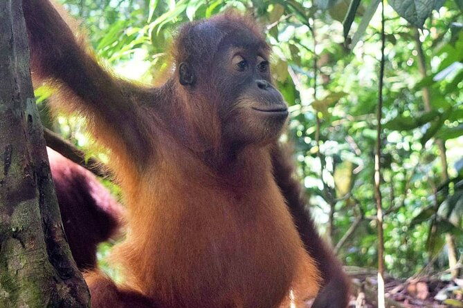 3 days Medan Orangutan Bukit Lawang - What’s Included and What’s Not
