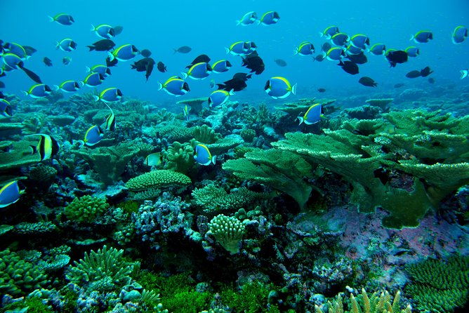 3 Point Snorkeling Safari - FAQ