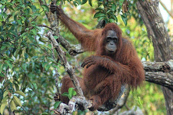 4-Day Private Orangutan and Bornean Primates Tour from Pangkalanbuun - The Experience of Staying on a Houseboat