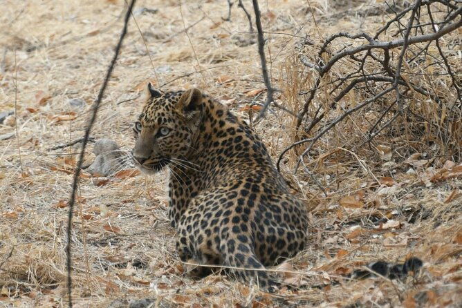 4 Days: Jaipur, Ranthambore Tigers & Taj Mahal Tour From Jaipur With Delhi Drop - Transportation and Accommodation