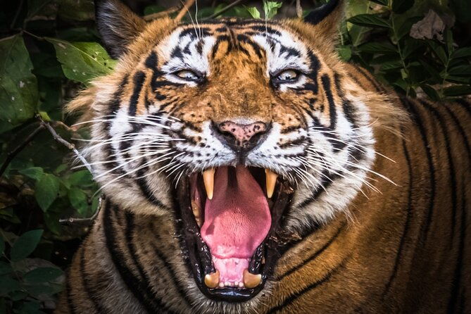 5 Day Delhi Agra Jaipur with Ranthambore-Taj Mahal Sunrise/Sunset - Who Should Consider This Tour?