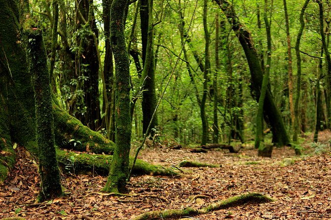 5-Day Private Tour in Meghalaya with Meals and Accommodation - FAQ