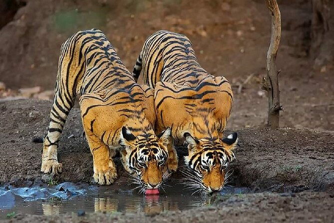 5 Day Private Tour of Tigers, Taj Mahal and Palaces from Cochin - What Makes This Tour Valuable?