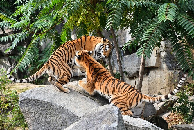 5 Days Golden Triangle Tour with Ranthambore(Delhi Agra Jaipur Ranthambore Tour) - FAQ