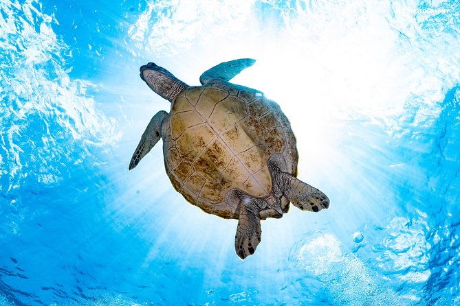 5 Fun Dives in Pemuteran (for certified divers) - Exploration in Menjangan Park - The Value of Five Dives
