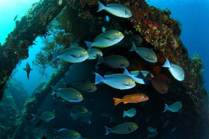 5 Fun Dives in Tulamben (for certified divers) - Discover famous diving sites - What to Expect During Your Dives