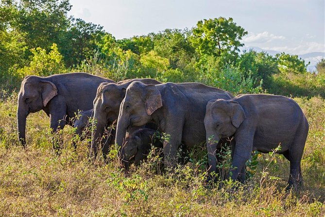 6 Day Tour of NuwaraEliya,Ella,Udawalawe,Tangalle,Mirissa&Bentota - Why This Tour Offers True Value