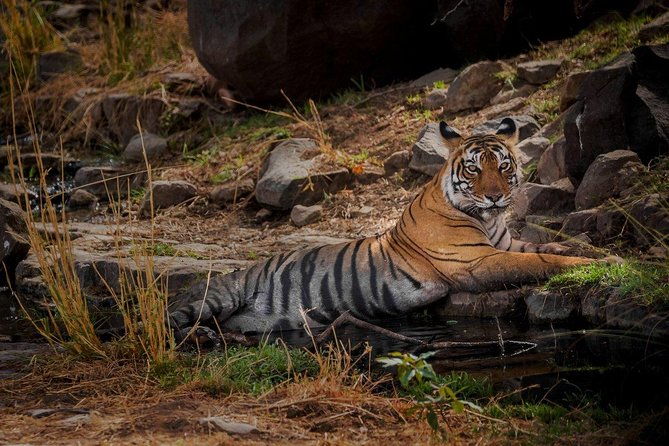 7 Days Golden Triangle Tour with Ranthambore: Delhi Agra Jaipur - Who is this tour best suited for?