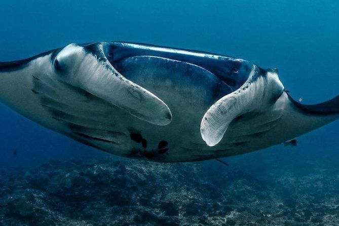 7 Fun Dives in Nusa Lembongan (for certified divers) - Premium Value Package - Reviews and Authentic Perspectives