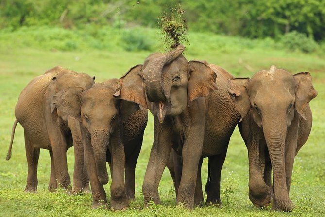 8 Day Private Tour Sri Lanka with Wildlife & Outdoor Experiences from Colombo - Frequently Asked Questions