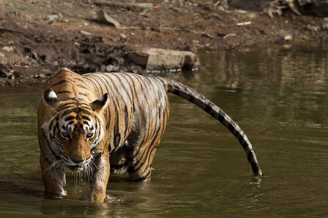8-Days Golden Triangle & Ranthambore Private Tour - FAQs