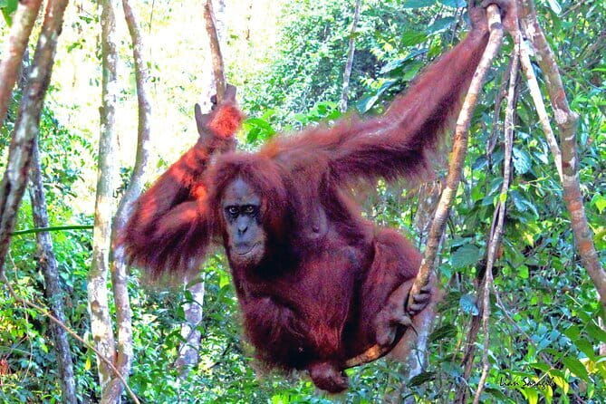 8 days group tour in Sumatra - Who Is This Tour Best For?