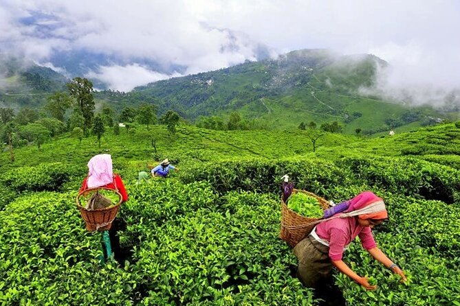 8 Days Kerala Private Tour Covering Kochi- Munnar- Periyar- Alleppey and Kovalam - Who Should Book This Tour?