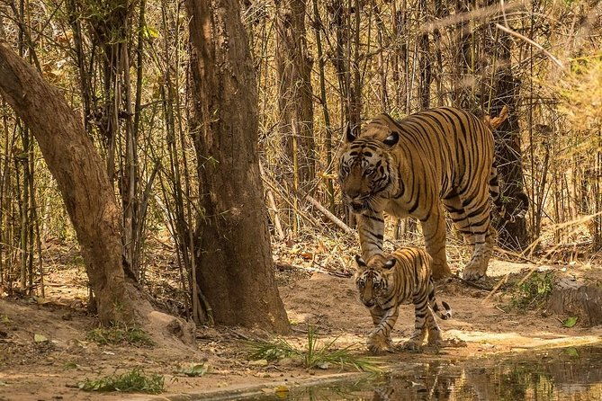 8 Days Private Golden Triangle Tour With Ranthambore - Accommodation & Meals