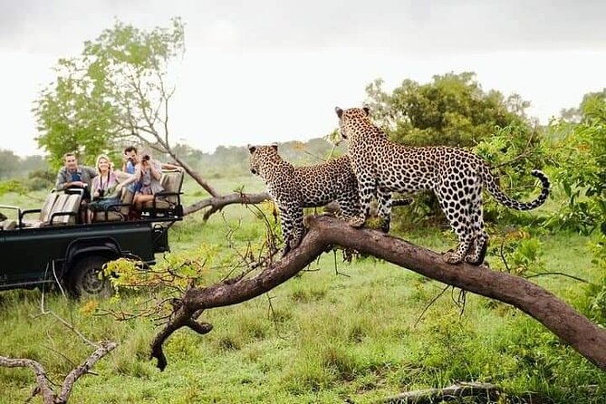 8 Days Private Guided Tour in Sri Lanka with accommodation (BB) - The Verdict: Who Is This Tour Best For?