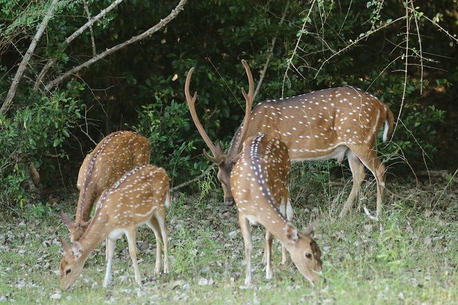 8 Days Sri Lanka round tours with privet driver, vehicle and H/B accommodations - Practical Considerations