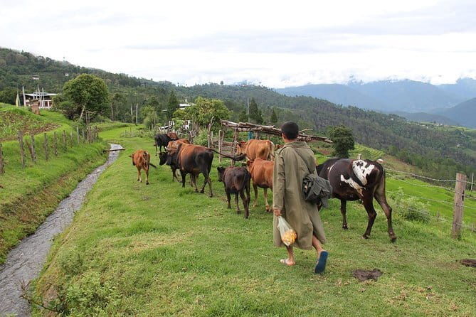 A 7-Day Journey Through the Land of Happiness - Potential Drawbacks and Considerations