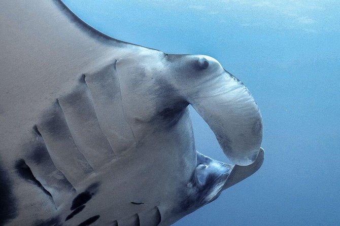 Advanced Open Water Course - Advanced Certification in Lembongan (next to Bali) - Who Should Consider This Course?
