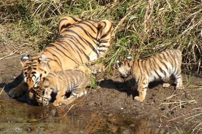 Adventures Ranthambore Wildlife Safari Tour from Delhi with Safari Rides - Accommodations & Meals